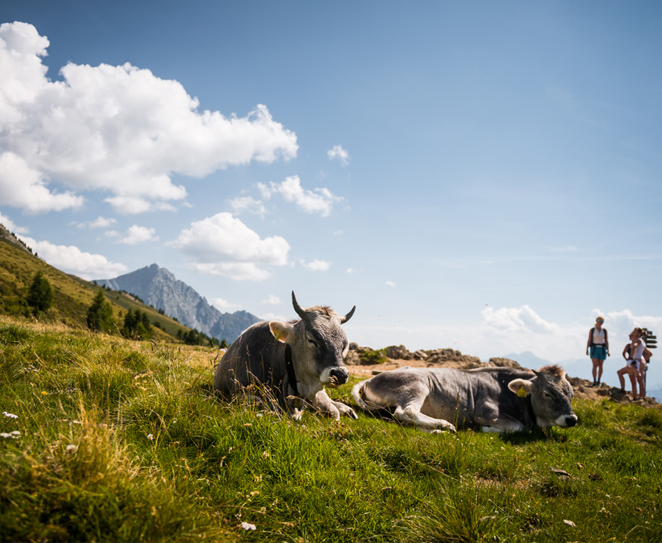 cows-hiking-schenna-gasserhof