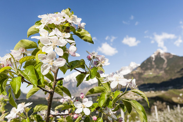 Blütenzauber-Angebot-Gasserhof-Schenna-Urlaub-Südtirol-Penison